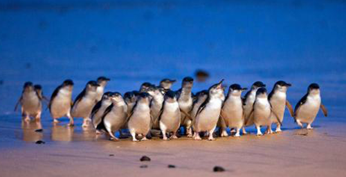 WHAT TO KNOW - DROP-DOWN MENU - PENGUIN - 500x256